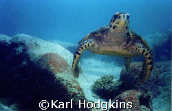 Seychelles Turtle Shells.
This inquisetive turtle was he... by Karl Hodgkins 